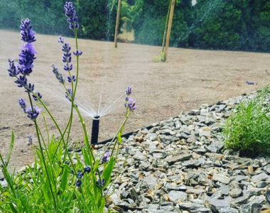 Nawadnianie trawnika Poznań