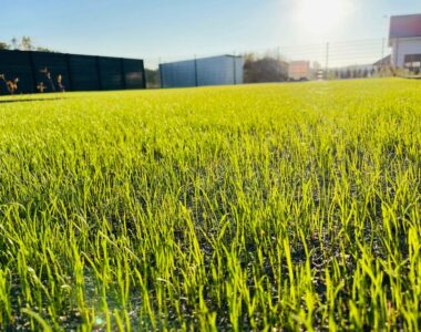 Trawnik siany w Poznaniu